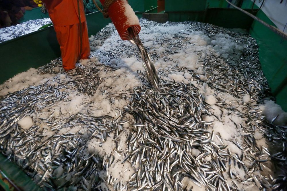 EGEDE BALIKCILAR VIRA BISMILLAH DEDI